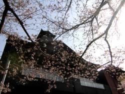 『吉田屋』前の桜。半露天風呂付客室からも桜を楽しめます☆桜を眺めながら嬉野湯をご堪能ください♪