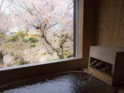 【客室：白樺】客室の半露天風呂からも桜が見えます。トロトロの温泉に浸かりながらゆっくりお花見観賞。ついつい長湯になりそうです。