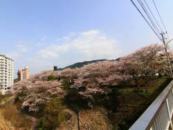 川沿いの桜。施設が隠れるほど桜が咲き誇り、お散歩も気持ち良いですよ♪