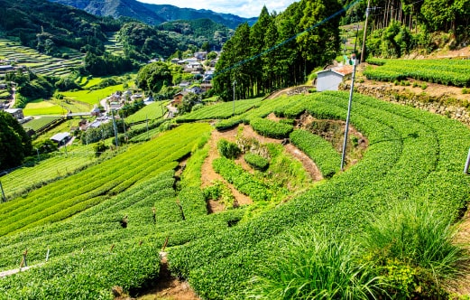 周辺観光情報